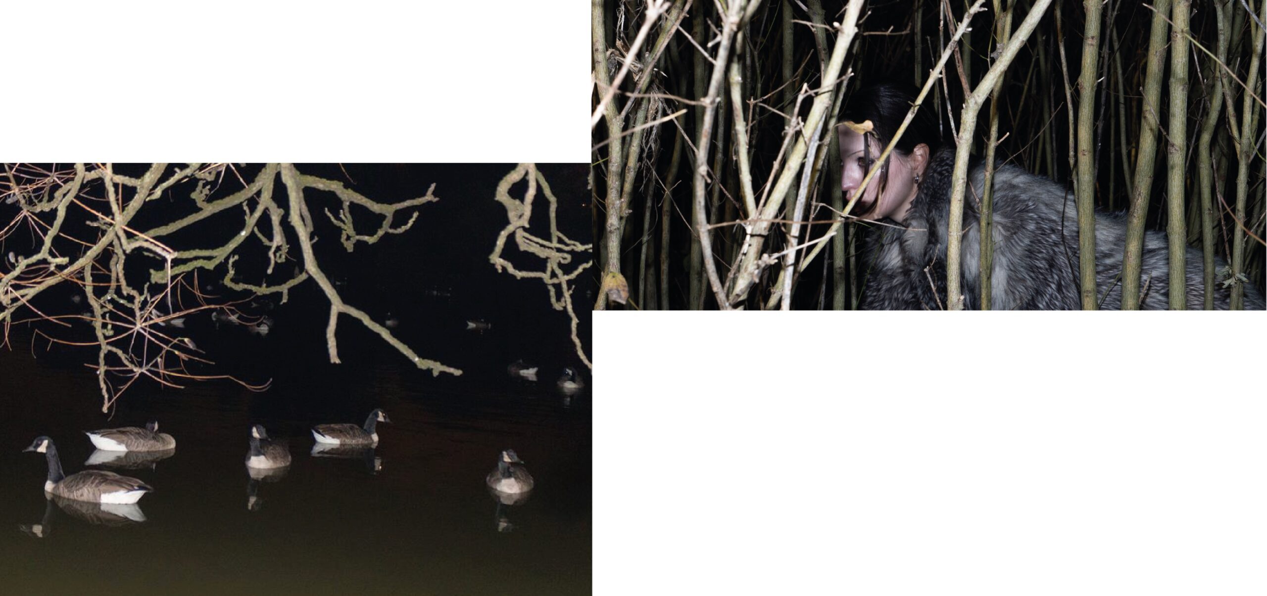 Header Albatros_R-Shaikhlislamova_V-TOMILKO